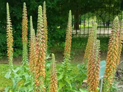 DIGITALIS PARVIFLORA