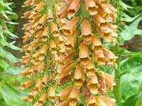 DIGITALIS PARVIFLORA