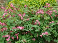 DICENTRA SPECTABILIS