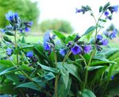 PULMONARIA DACICA 'MAWSON'