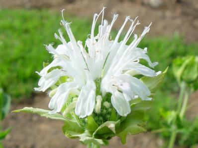 MONARDA 'SCHNEEWITTCHEN'