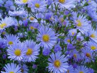 ASTER 'HENRI PICOT'