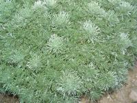 ARTEMISIA SCHMIDTIANA 'NANA'