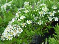 ASTER ERICOIDES PROTRATUS 'SNOW FLURRY'