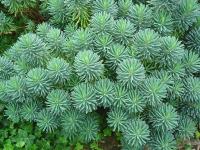 EUPHORBIA CHARACIAS SSP WULFENII