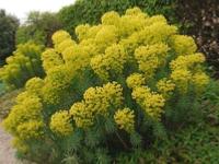 EUPHORBIA CHARACIAS SSP WULFENII