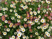 ERIGERON KARVINSKIANUS