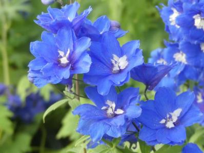 DELPHINIUM x CULTORUM ‘COBALT DREAM’