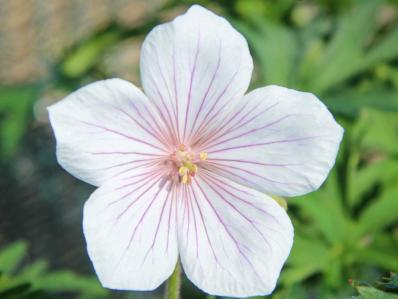 GERANIUM CLARKEI 'KASHMIR WHITE'