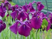 IRIS SIBIRICA 'BERLIN PURPLE WINE'