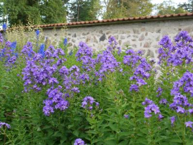 CAMPANULA LACTIFLORA 'PRICHARD'S VARIETY'