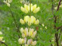 LUPINUS ARBOREUS 