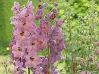 DELPHINIUM x CULTORUM 'DUSKY MAIDEN'