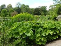 DARMERA PELTATA