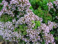 ORIGANUM VULGARE 'COMPACTUM'