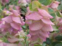 ORIGANUM 'KENT BEAUTY'