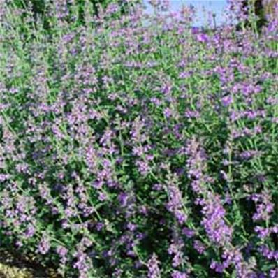 NEPETA GRANDIFLORA 'WILD CAT'