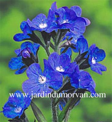 ANCHUSA AZUREA 'LODDON ROYALIST'