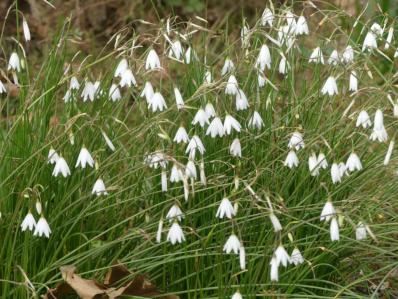 ACIS AUTUMNALIS