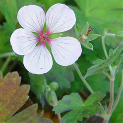 GERANIUM 'COOMBLAND WHITE'