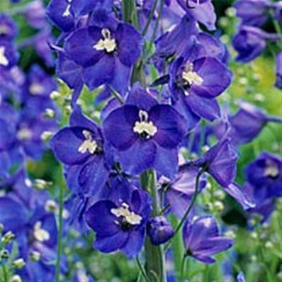 DELPHINIUM 'POLARNACHT'