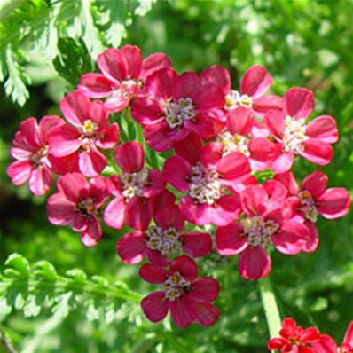 ACHILLEA ‘HEIDI'