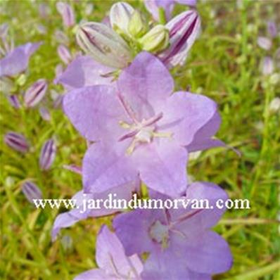 CAMPANULA LATILOBA HIDCOTE AMETHYST