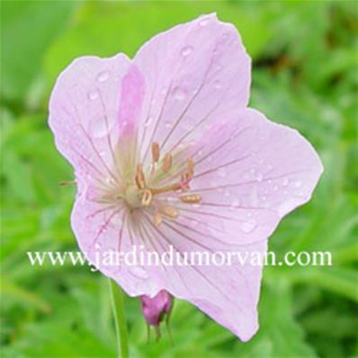 GERANIUM CLARKEI 'KASHMIR PINK'