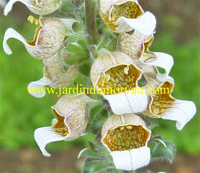 DIGITALIS FERRUGINEA