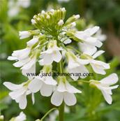 ARABIS PROCURENS 'NEUSCHNEE'