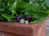 ARISARUM PROBOSCIDEUM