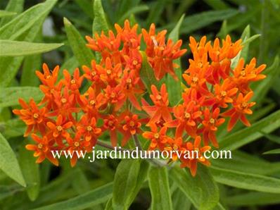 ASCLEPIAS TUBEROSA ssp INTERIOR