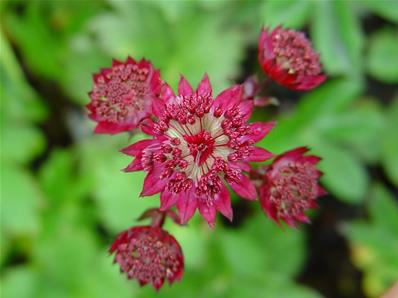 ASTRANTIA MAJOR 'CLARET'