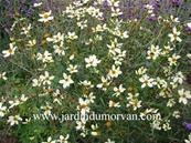 BIDENS HETEROPHYLLA