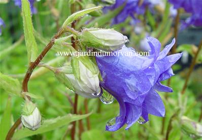 CAMPANULA TRACHELIUM 'BERNICE'