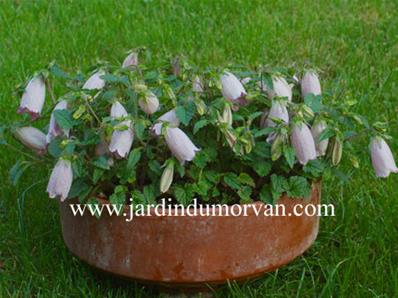 CAMPANULA PUNCTATA 'HOT LIPS'