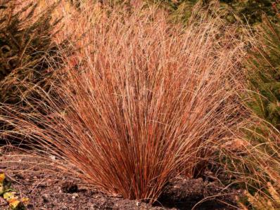 CAREX BUCHANANII 'FIRE FOX'