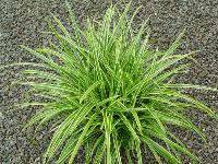 CAREX MORROWII 'ICE DANCE'