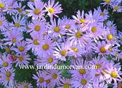 CHRYSANTHEMUM 'CLARA CURTIS'