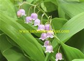 CONVALLARIA MAJALIS 'ROSEA'