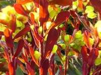 EUPHORBIA AMYGDALOIDES 'PURPUREA'