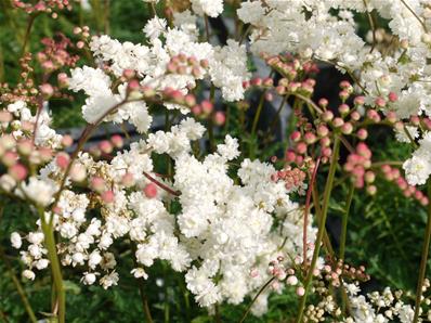 FILIPENDULA HEXAPETALA 'PLENA'