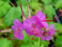 GERANIUM MACRORRHIZUM 'CZAKOR'