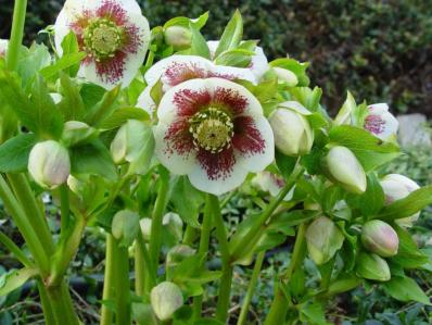 HELLEBORUS ORIENTALIS 'WHITE SPOTTED'