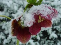 HELLEBORUS ORIENTALIS ‘PRETTY HELEN RED’     