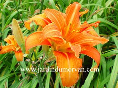 HEMEROCALLIS 'KWANSO'