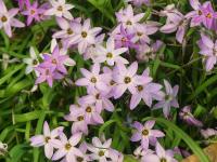 IPHEION UNIFLORUM 'CHARLOTTE BISHOP'