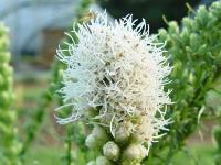 LIATRIS SPICATA 'FLORISTAN WHITE'