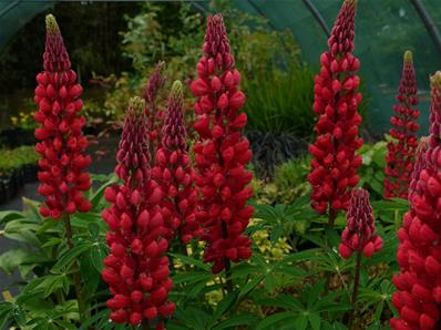 LUPINUS 'EDELKNABE'