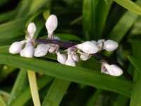 OPHIOPOGON PLANISCAPUS